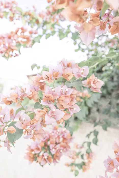 Pienaar, Kathrin: Pfirsich-Bougainvillea