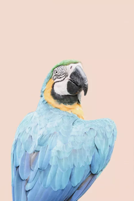 Pienaar, Kathrin: Ara Blu