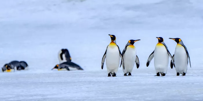 Tsui, Hung: Quattro pinguini reali