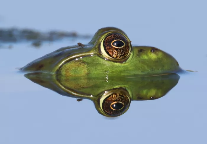 Matt: Amerikanischer Laubfrosch