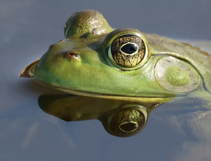 Matt: Ochsenfrosch