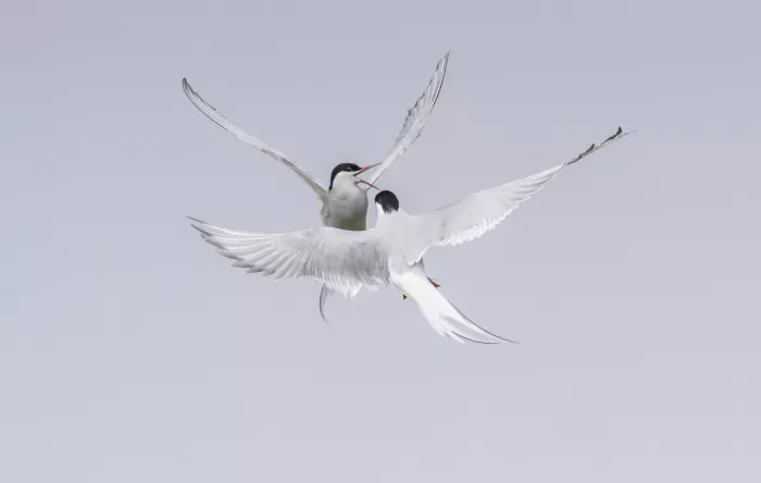 Paterson, Peter: Tern Agression