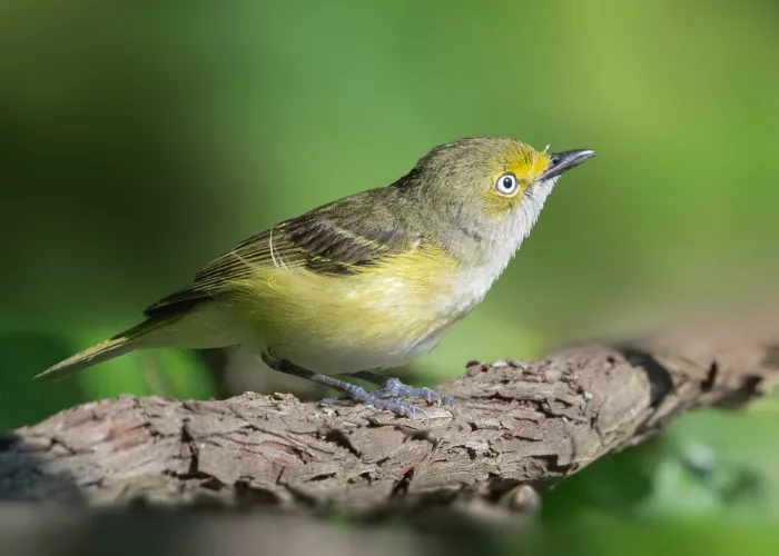 Zhang, Robert: Záblesk bílookého vireo