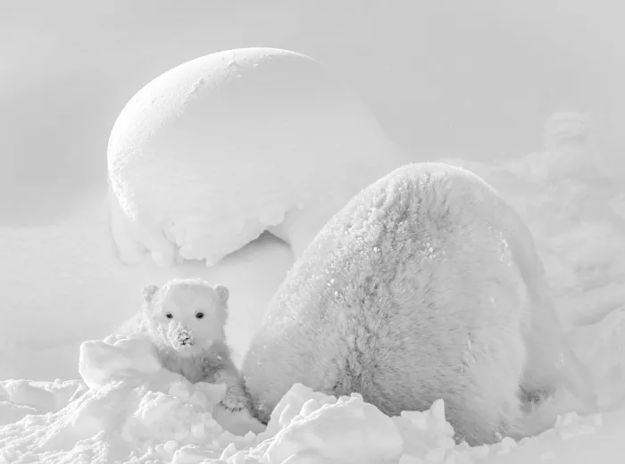 Tsui, Hung: Cucciolo di orso polare nella neve