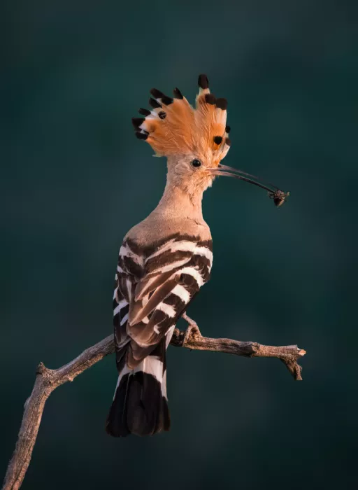 Lai, Vicki: Upupa