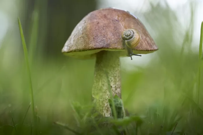 Puum, Mati: Lumaca