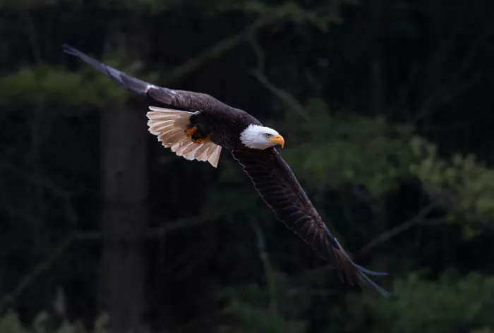 Huang, Johnson: Aquila calva