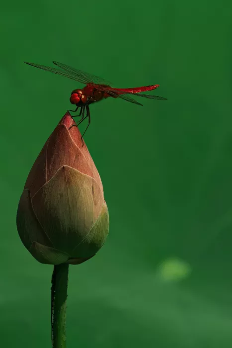 Mun, Lip Chong: Cibule lotosu