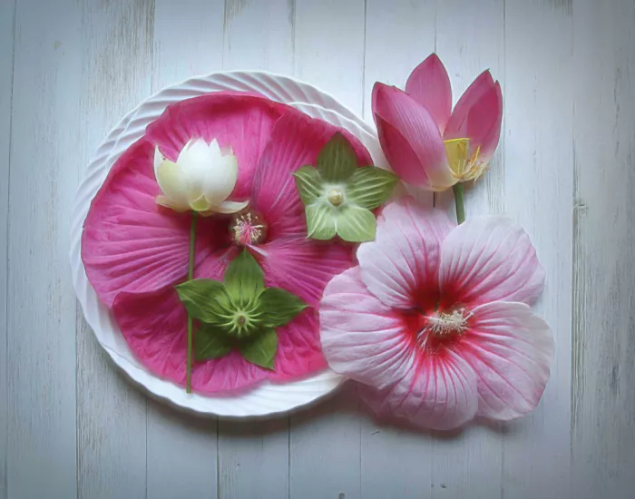 Zhou, Fangping: Lotus & Hibiskus