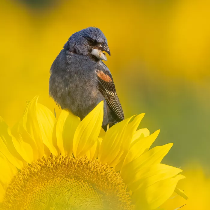 Zhang, Robert: Piquituerto azul y Girasol