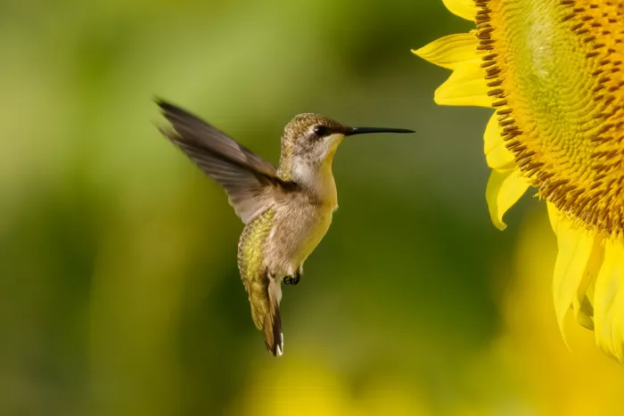 Zhang, Robert: Colibrí y Girasol