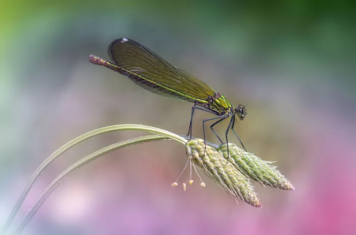 Daminelli, Fabrizio: Calopteryx splendens