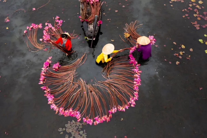 Truong, Van Tran: Seerose der Ernte
