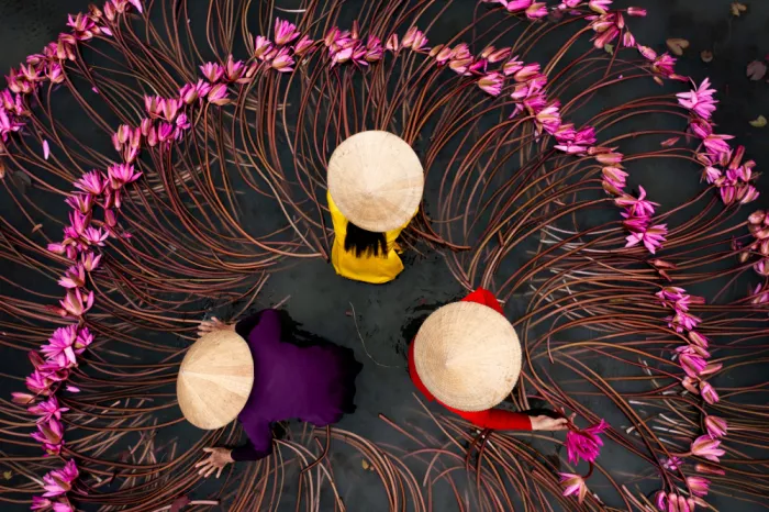 Truong, Van Tran: Geerntete Seerose