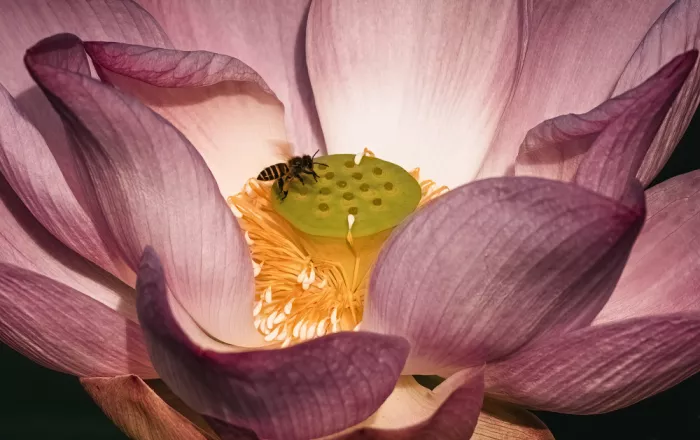 Mun, Lip Chong: Lotus v květu