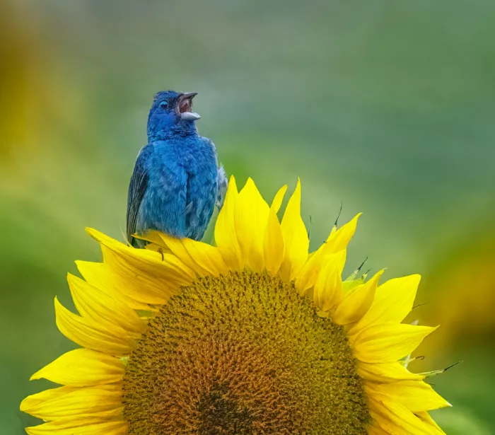 Su, Yuan: Vögel singen auf der Sonnenblume