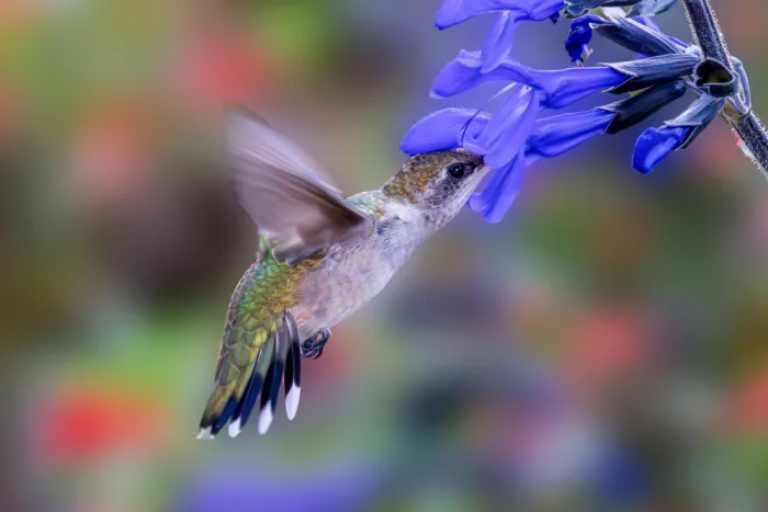 Zhang, ZY: Colibrì