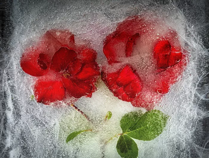 Losada, Secundino: Rose congelate