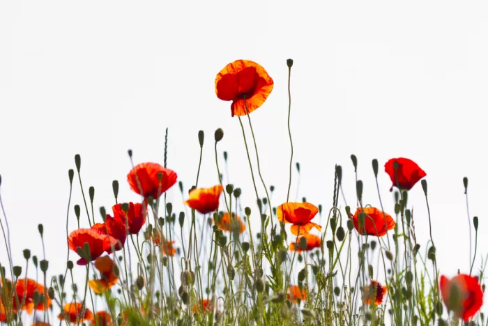 Krimpen, van Brigitte: Tu me rends heureuse