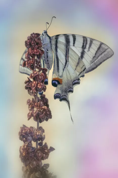 Daminelli, Fabrizio: Iphiclides podalirius