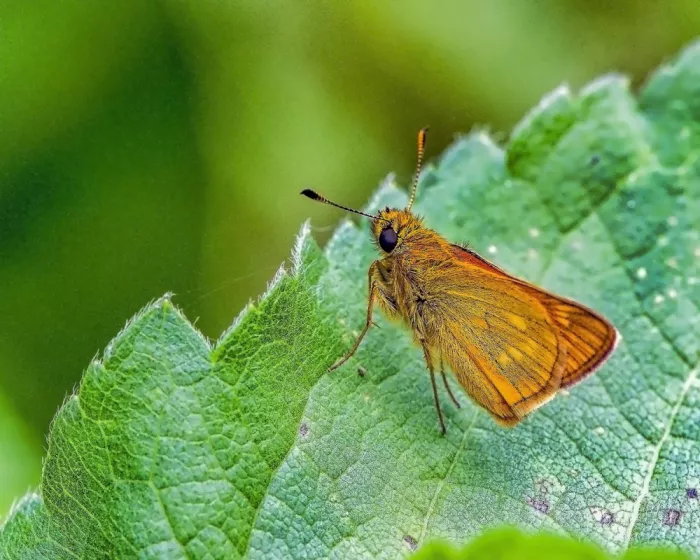 Golani, Aharon: Schmetterling