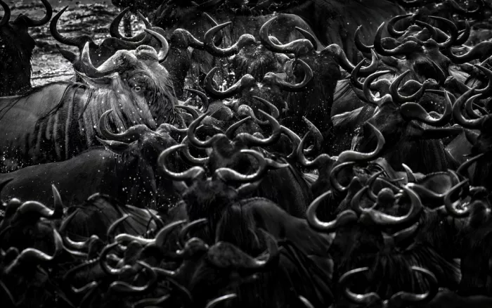 Tsui, Hung: Gnu
