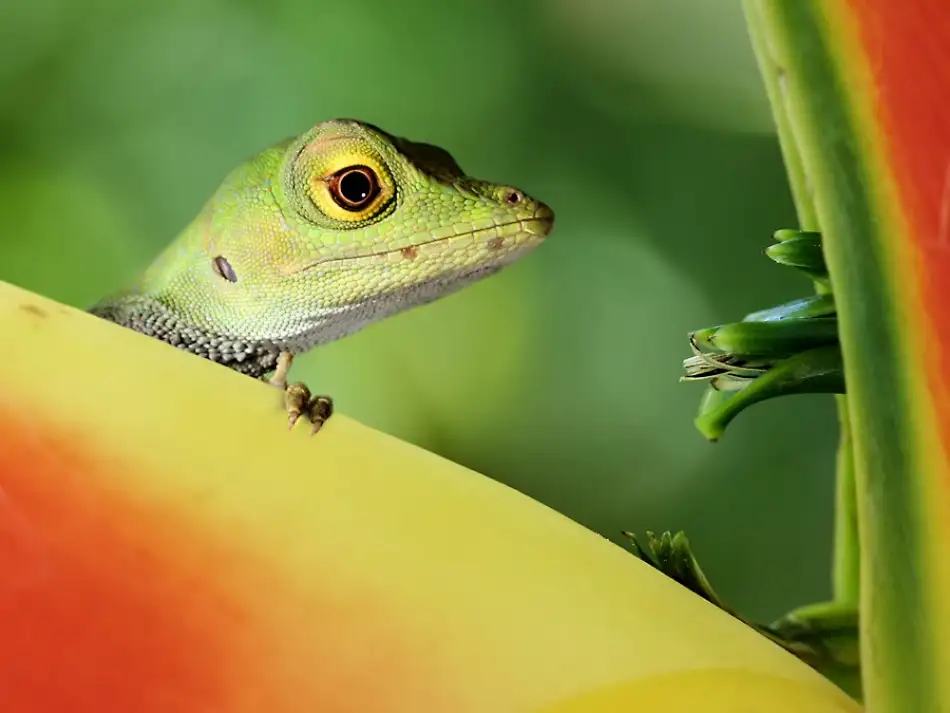 Hoffman, Jimmy: lagarto anólido