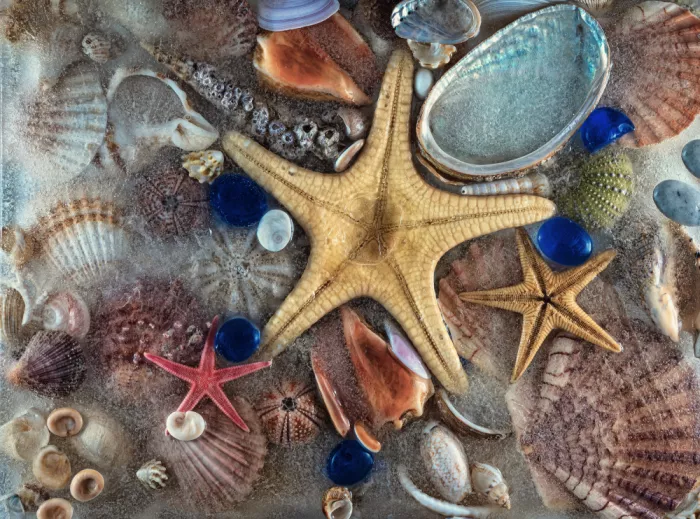 Losada, Secundino: Mare ghiacciato