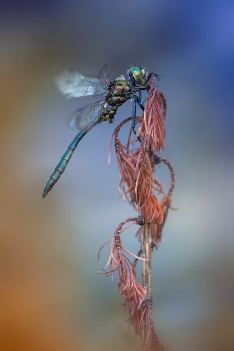 Daminelli, Fabrizio: Somatochlora metallica