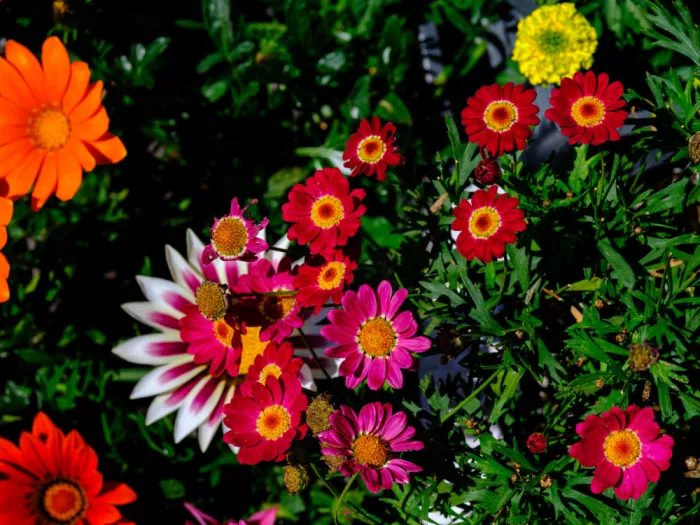 akyurt, engin: Fiori colorati