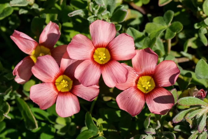 Steenkamp, Etienne: Fiori rosa
