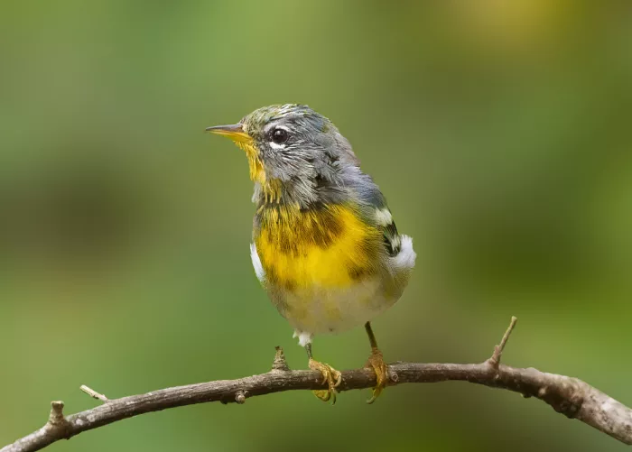Zhang, Robert: Parula en muda
