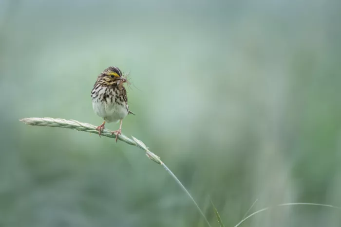 Zhao, Qing: Mattina silenziosa