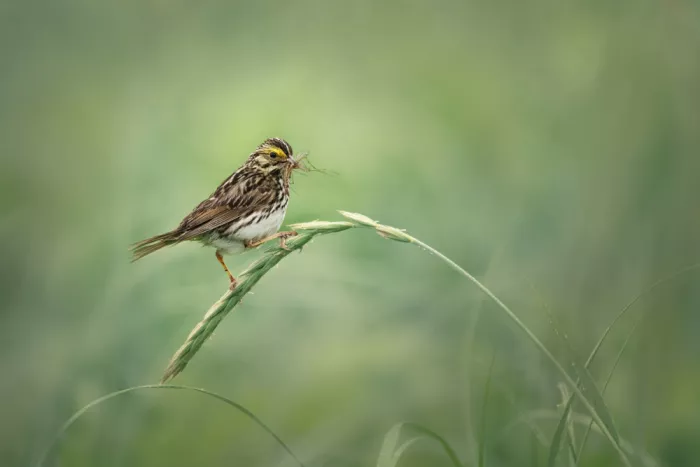 Zhao, Qing: Mattina silenziosa