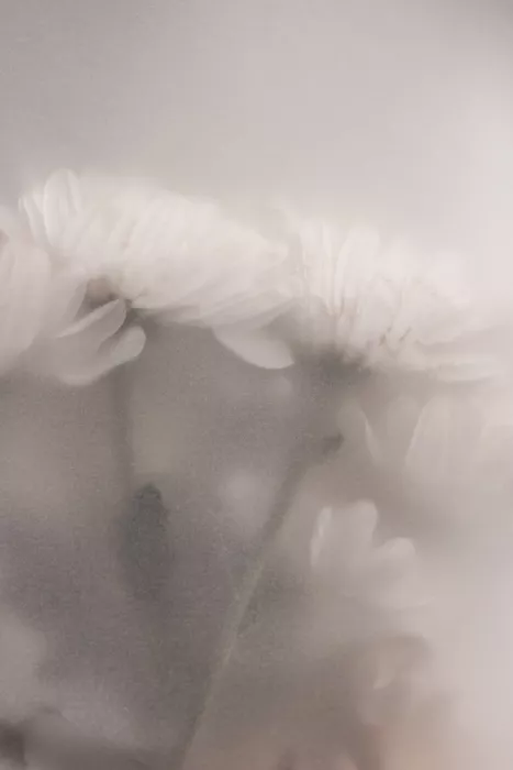 Böhmer, Mareike: Fiori sfocati 2