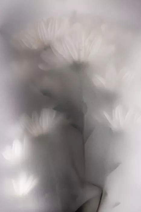 Böhmer, Mareike: Fiori sfocati 4