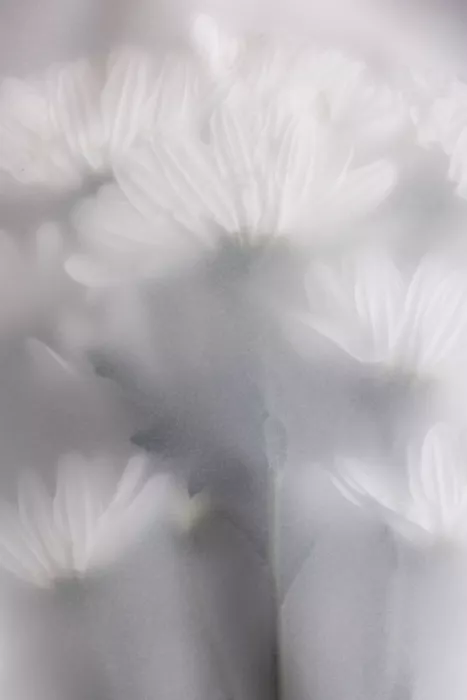 Böhmer, Mareike: Fiori sfocati 6