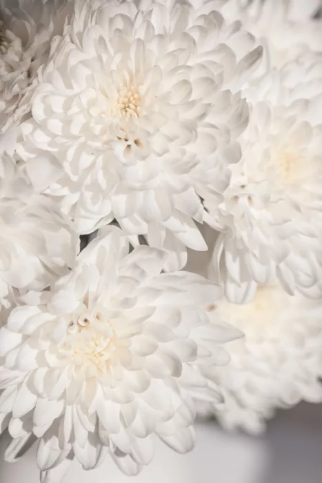 Böhmer, Mareike: Fiori bianchi 2
