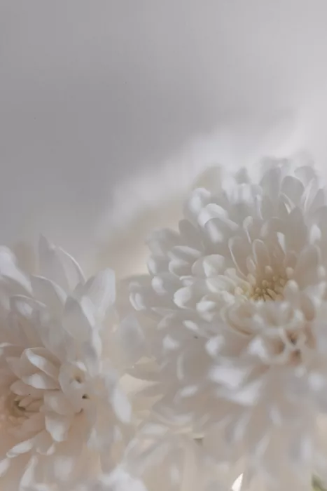 Böhmer, Mareike: Fiori bianchi 3