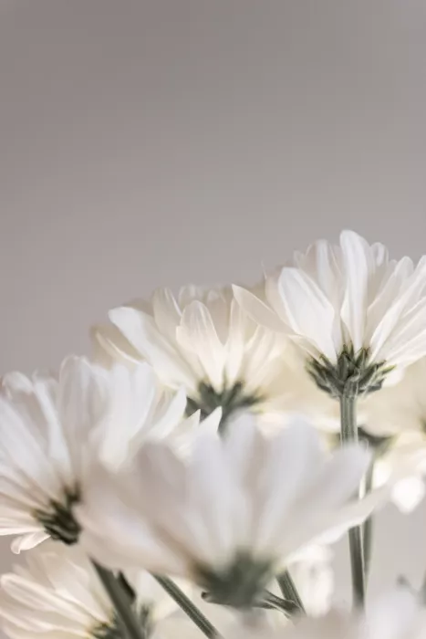 Böhmer, Mareike: Fiori bianchi 4