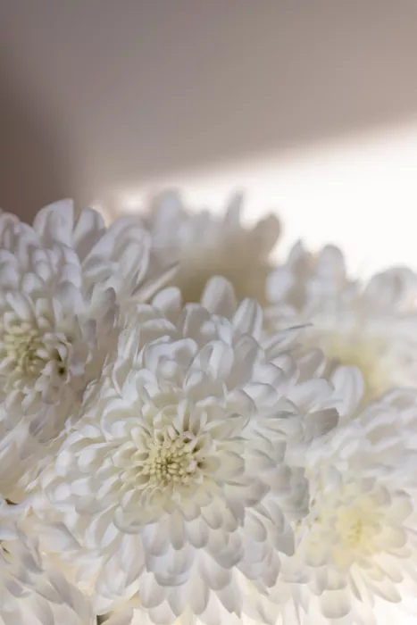 Böhmer, Mareike: Fiori bianchi 6