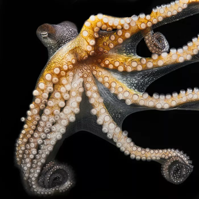 hiro: Pulpo