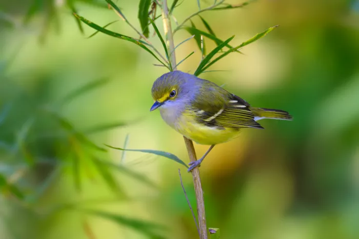 He, Mike: Vireo dagli occhi bianchi