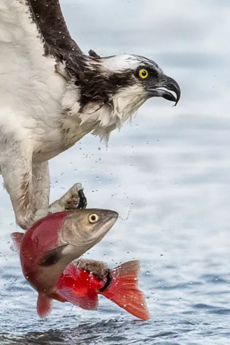 Wang, Victor: Fischadler fängt Kokanee-Lachs