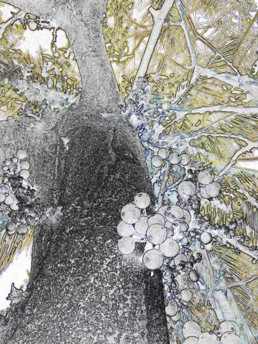 ch, Santhosh: Magia del dosel oculto