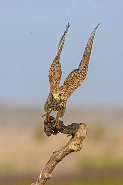 ilan: Halcón