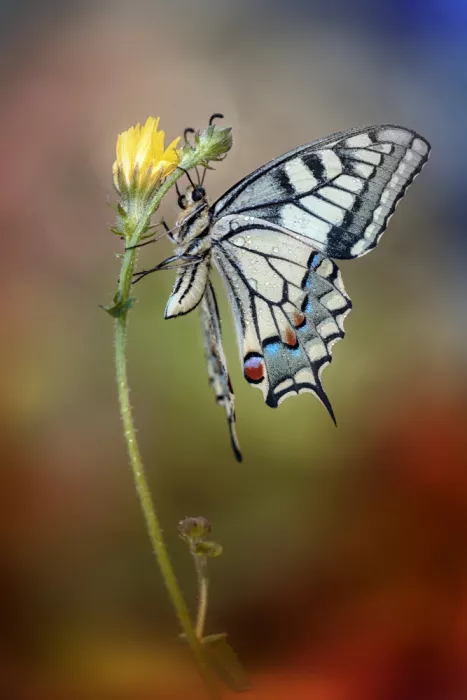 Daminelli, Fabrizio: Papilio macaone