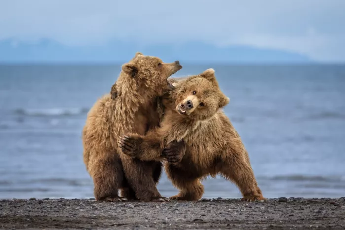 Strom, Mark: Teddy Bear Rumble