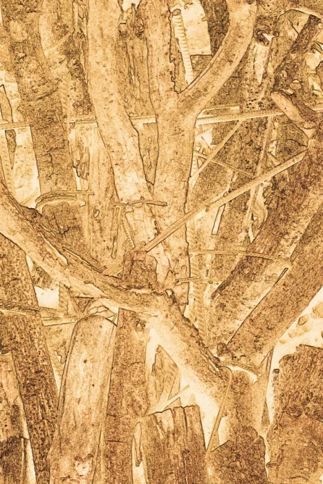 ch, Santhosh: Texturas rústicas de madera