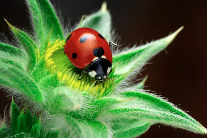 Öztürk, Mustafa: Coccinella